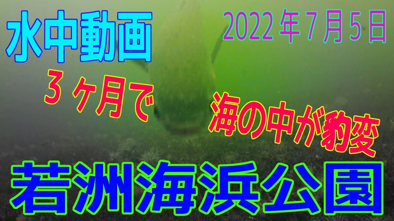 水中動画（2022年7月5日）in 若洲海浜公園