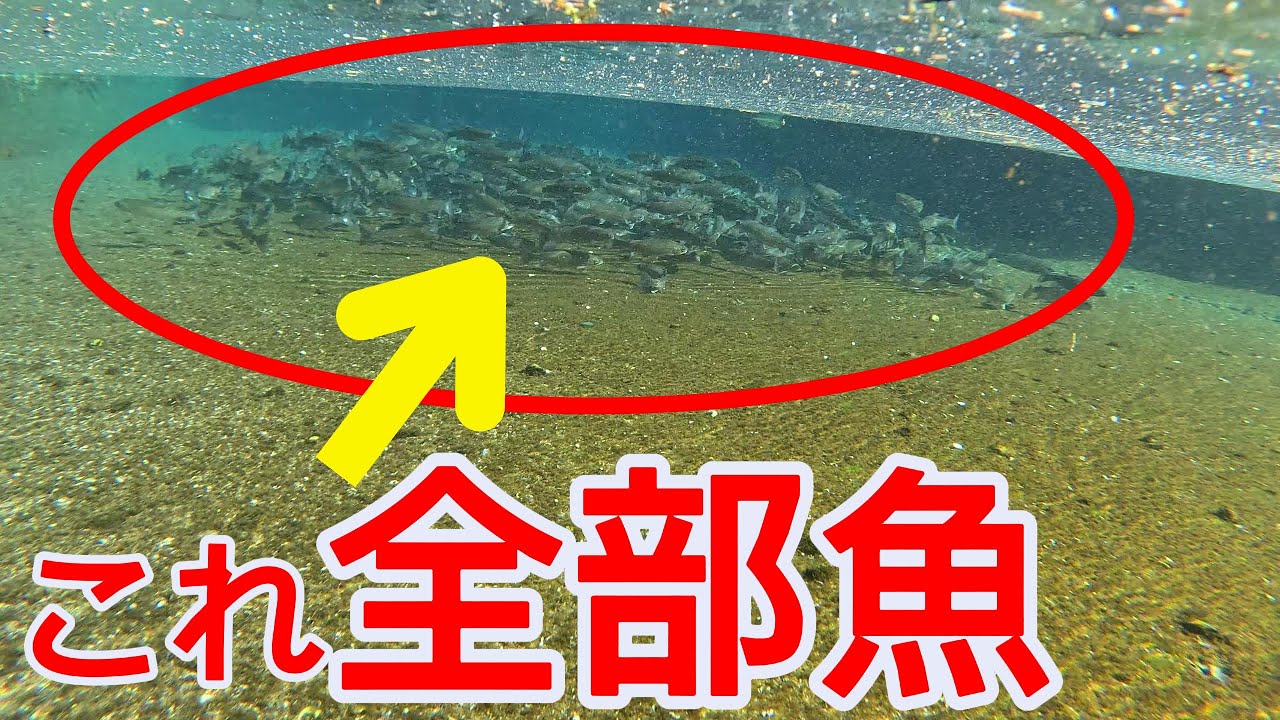 【最後の楽園】片品国際マス釣場に行ったら・・・