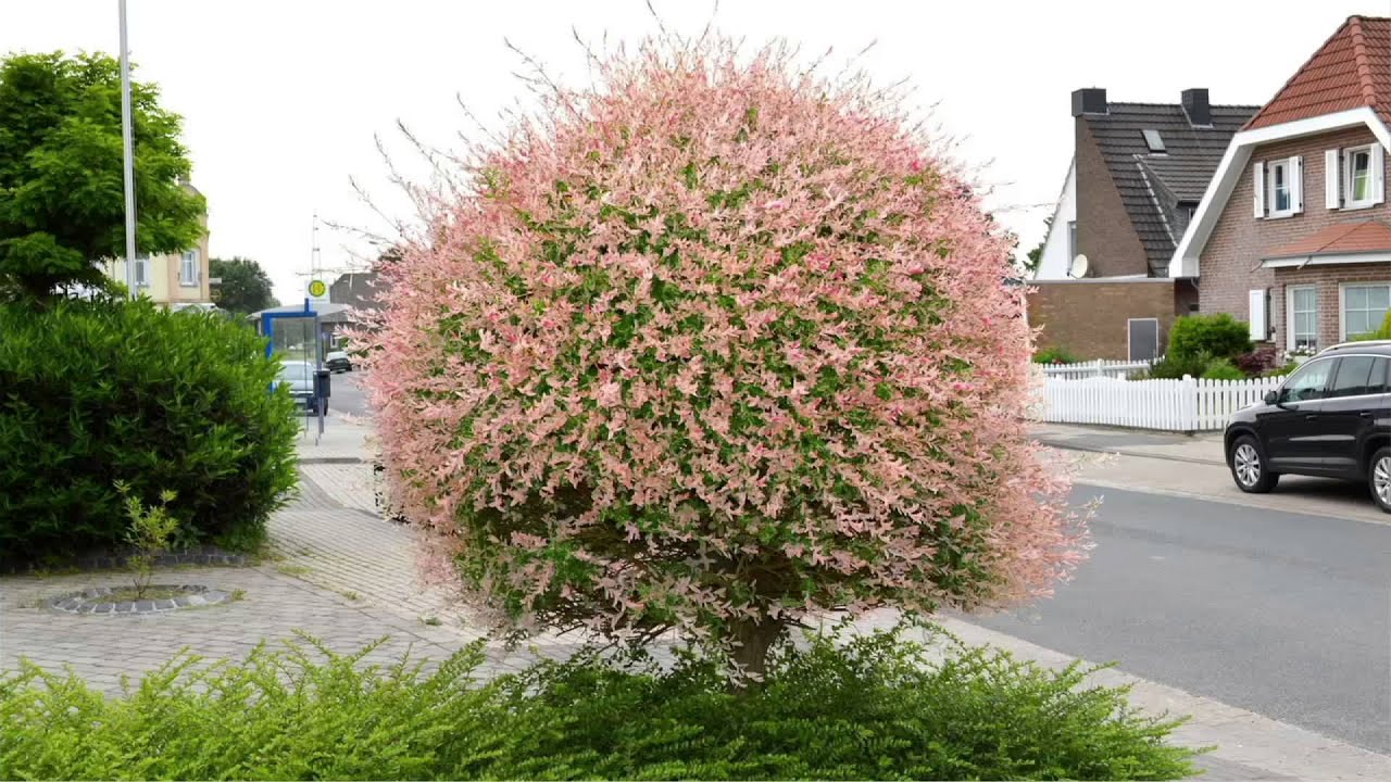 Cottage Farms Pink Princess Willow Tree on QVC