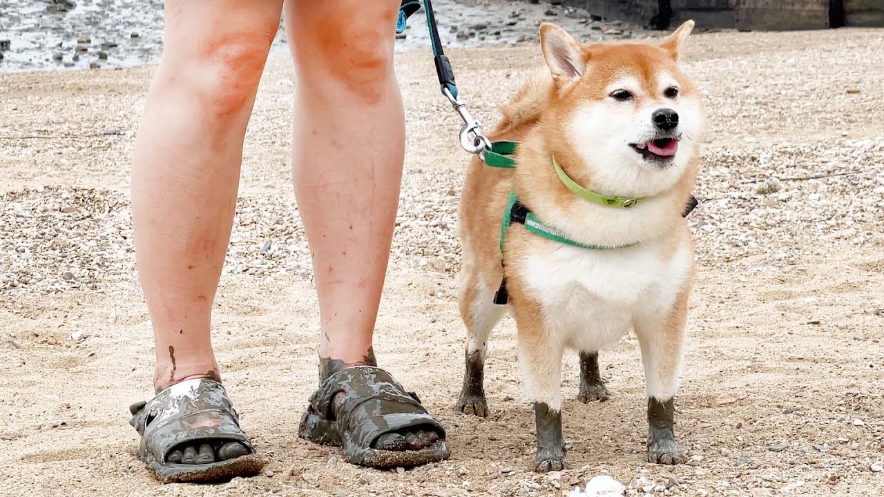 갯벌에서 놀았더니 회색신발이 생겼어요 ㅋㅋㅋ