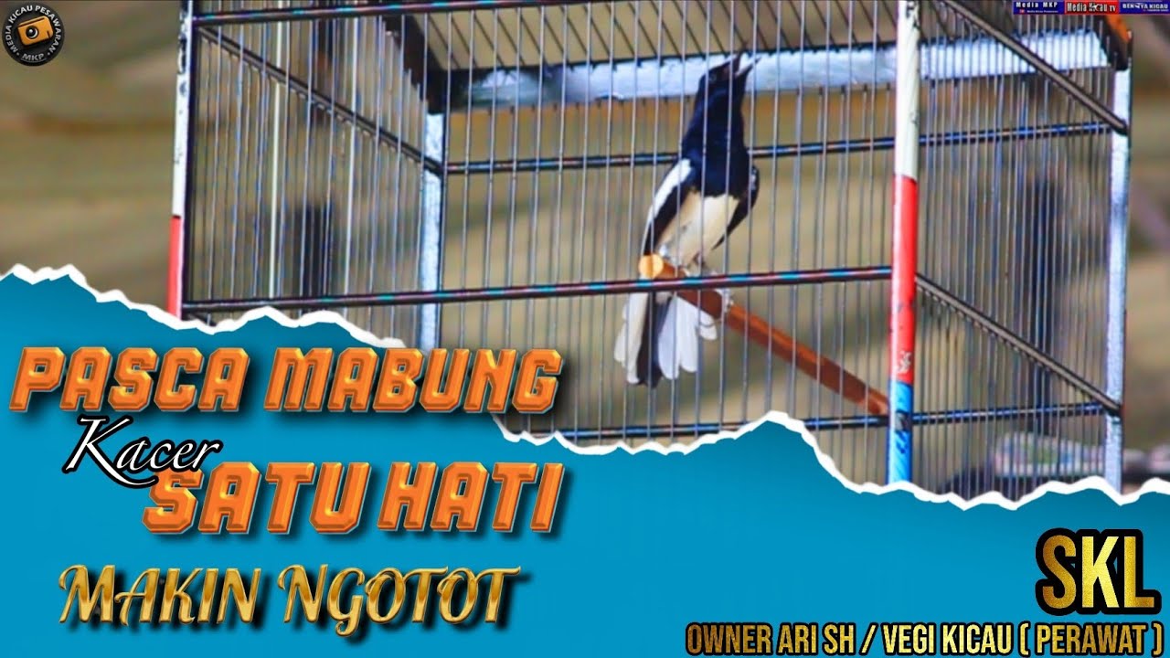 Pasca Mabung‼️Kacer satu hati makin ngotot ditiang besi‼️