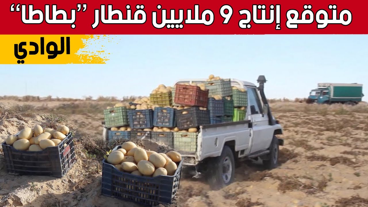 الوادي..إنتاج وفير في مادة البطاطا وتوقعات تفوق 9 ملايين قنطار..شاهد