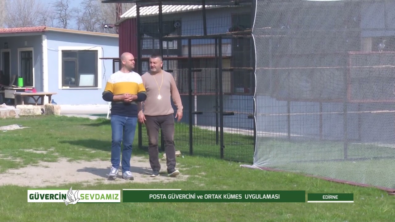 GÜVERCİN SEVDAMIZ | POSTA GÜVERCİNİ VE ORTAK KÜMES UYGULAMASI