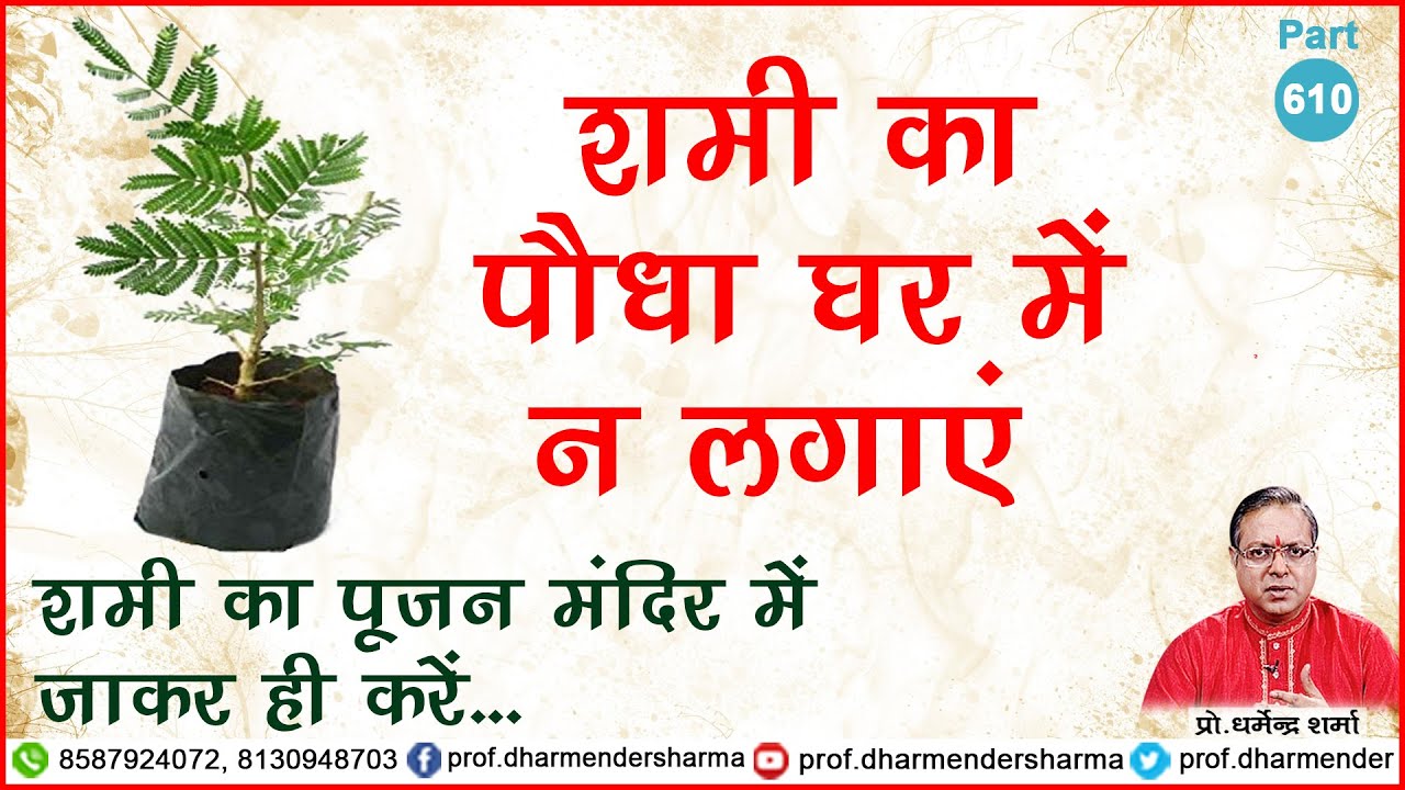 शमी का पौधा घर में न लगाएं - प्रो. धर्मेन्द्र शर्मा