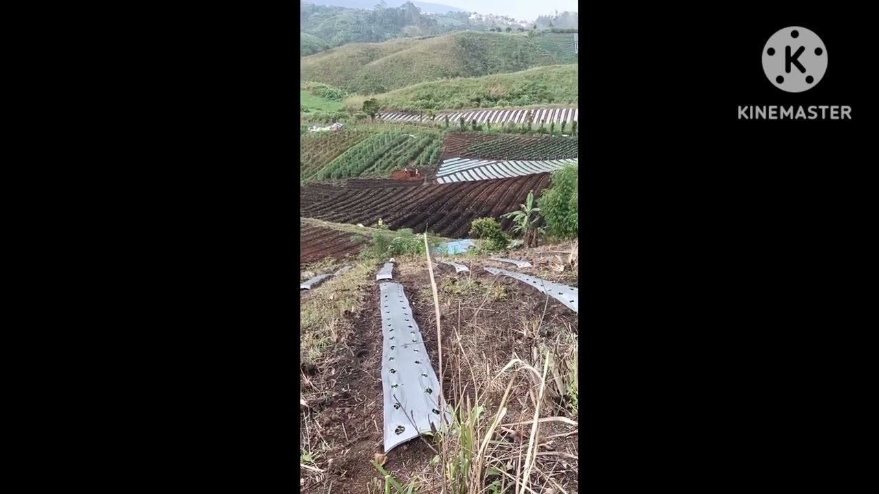 Proses demi proses lahan untuk penanaman cabe