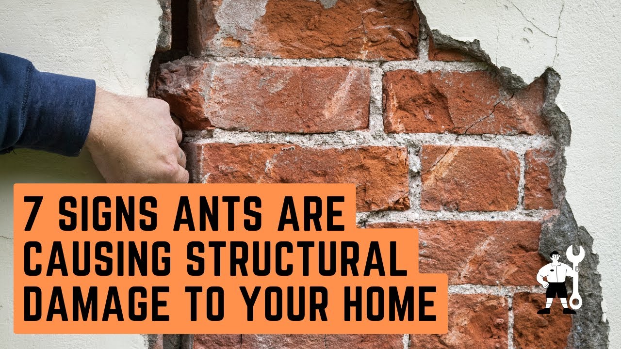 7 Signs Ants Are Causing Structural Damage to Your Home