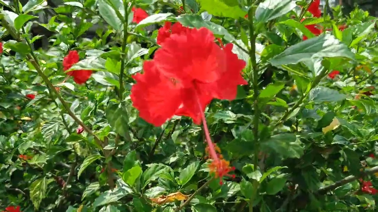 Three types Hibiscus flowers 🌺 bloom in one plant ....by graft.