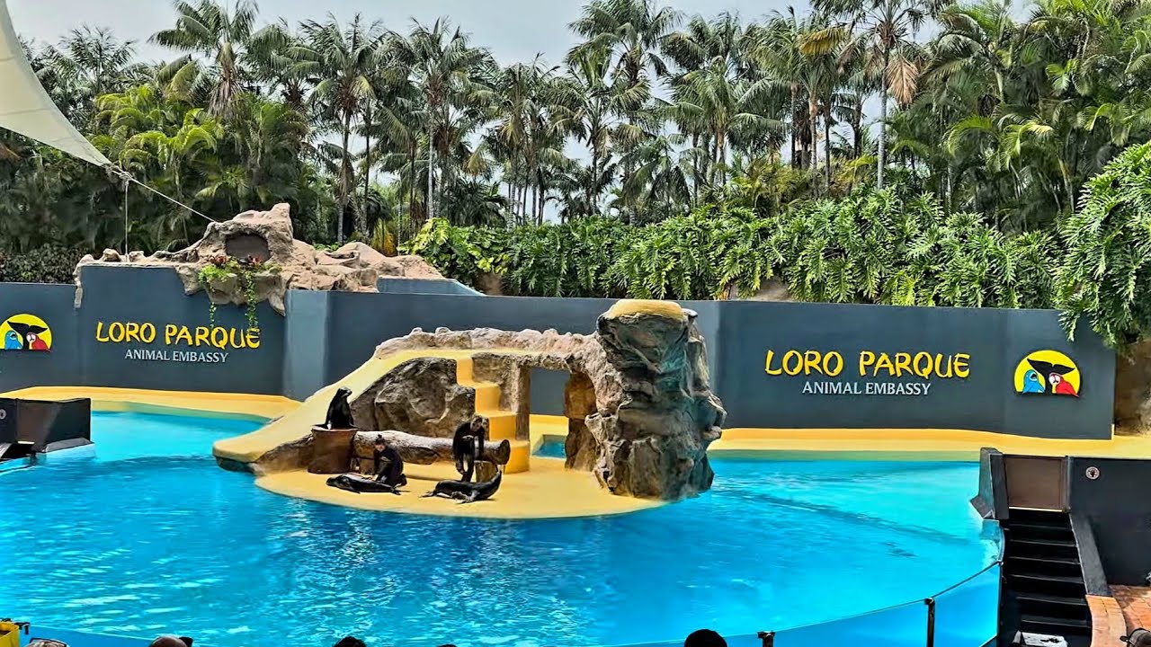 Loro parque, Lobos marinos (морские львы) Tenerife