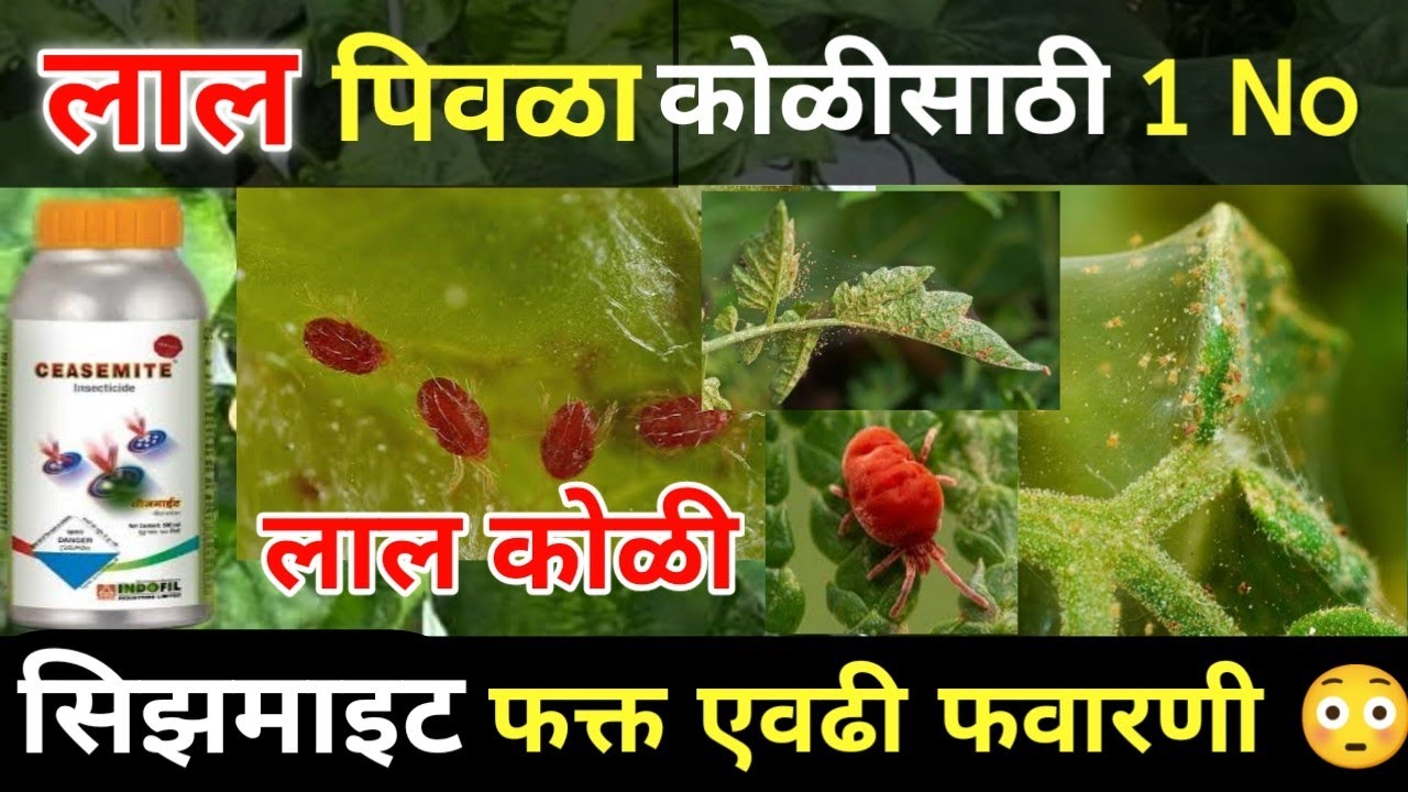 Indofil Ceasemite || लाल / पिवळा कोळी 100% नियंत्रण / कोळीनाशक / टॉप लाल कोळी मारणारे किटकनाशक