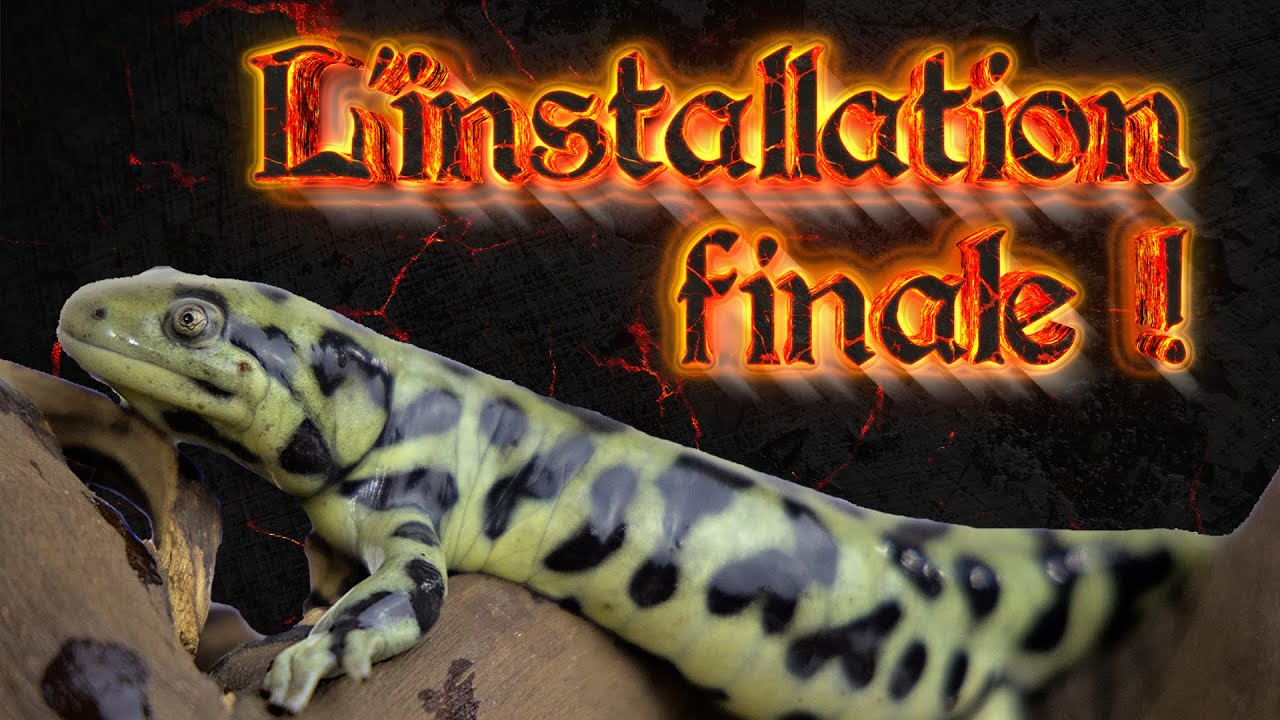INSTALLATION pour SALAMANDRE TIGRÉE - Ambystoma tigrinum