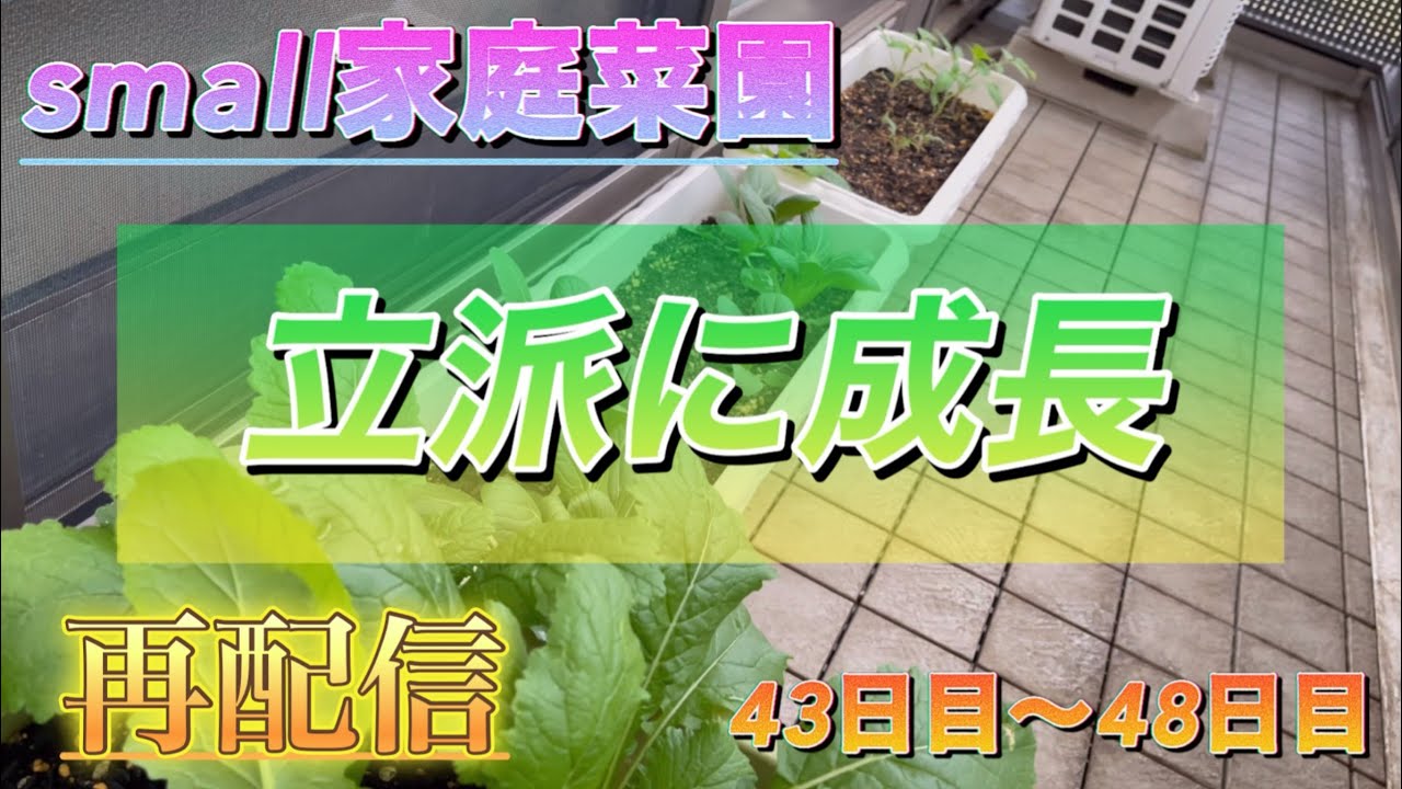 【再配信】small家庭菜園（立派に成長）43日目〜48日目