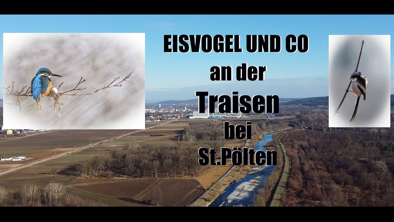 Eisvogel und Co an der Traisen bei St Pölten -  Fotografie und Videografie