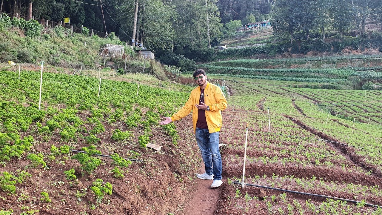Ooty Carrot Farms - Agriculture