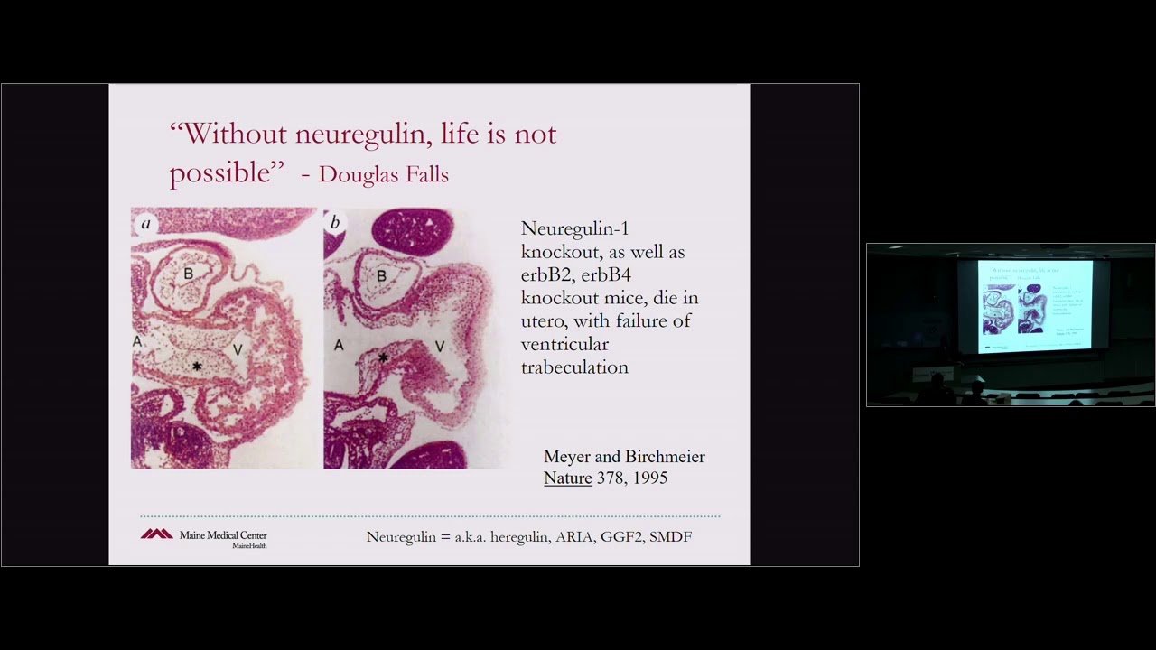 04-16-2019 _ Doug Sawyer, MD, PhD _ Stanford CVI: Frontiers in Cardiovascular Science