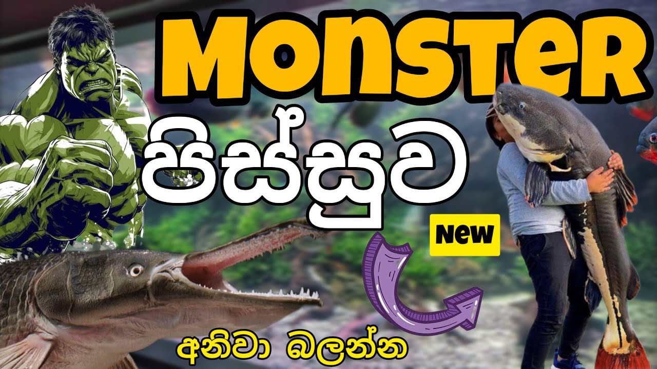සුපිරිම රාක්ෂ මාලු 5 ක් (අලුත් මිල ගනන් 🔥 )  Top 5 monster fish sinhala