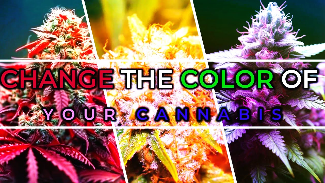 HOW TO CHANGE THE COLOR OF CANNABIS