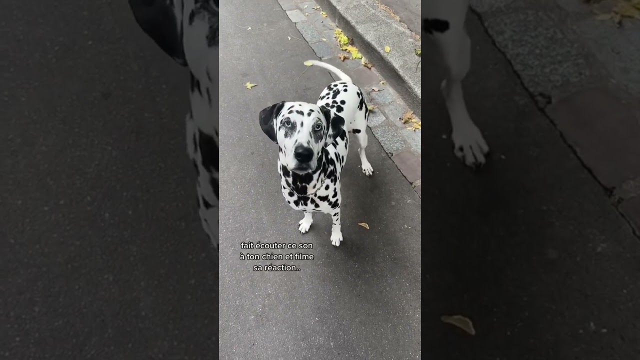Fait &eacute;couter ce son &agrave; ton chien..