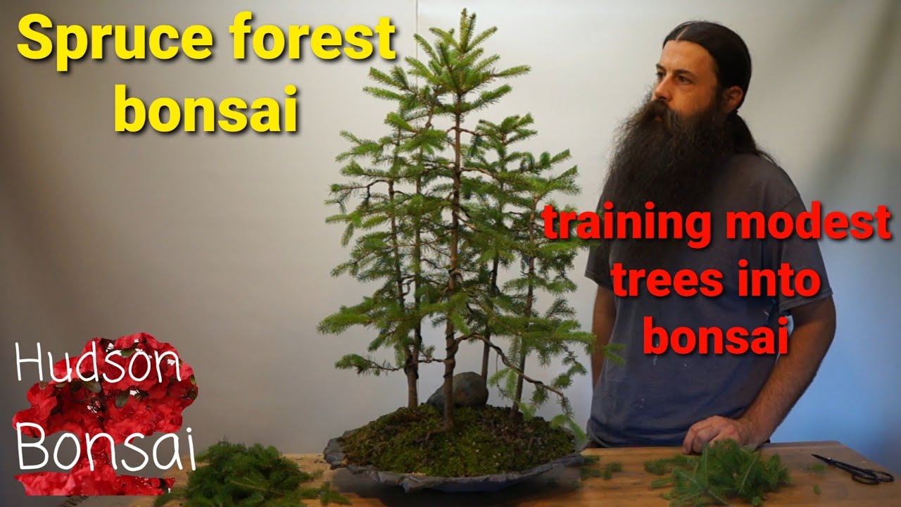 Spruce forest bonsai