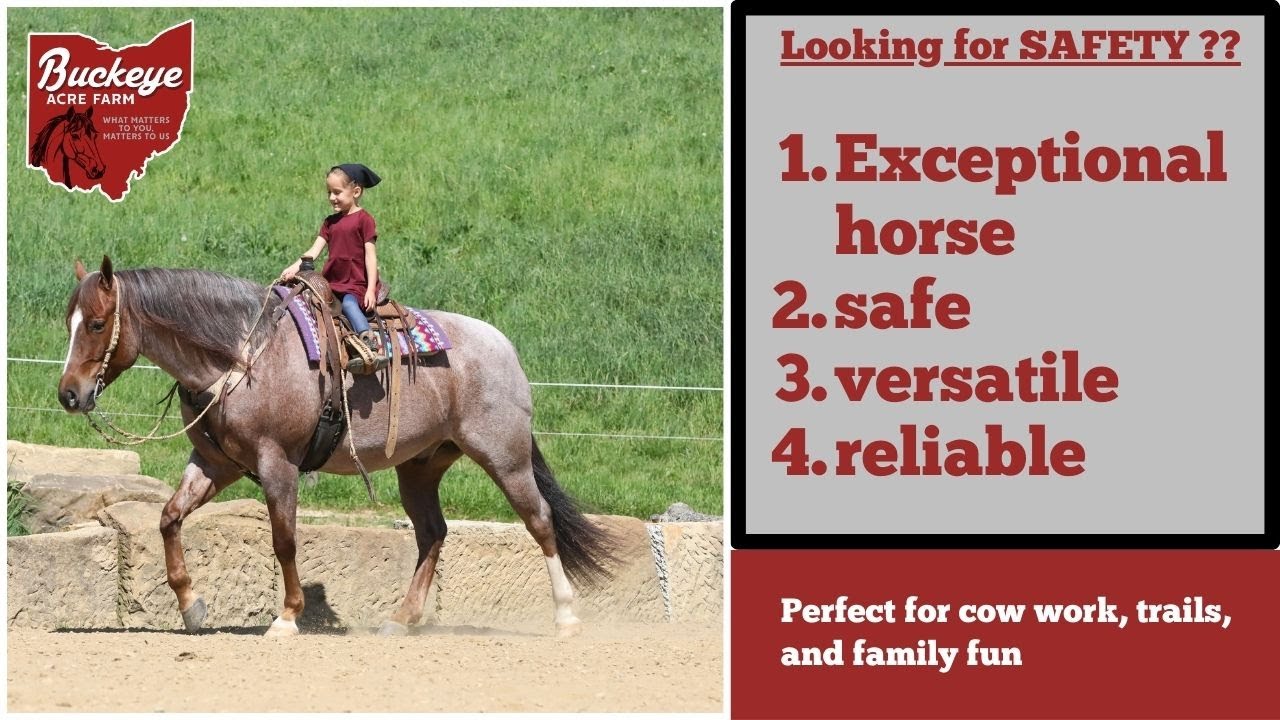 Gucci (Short) Here is one that we feel is the horse that everyone wants in their barn.