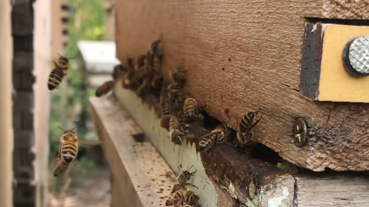 What Does A Nectar Flow Look Like? Honey Bees on Alfalfa.
