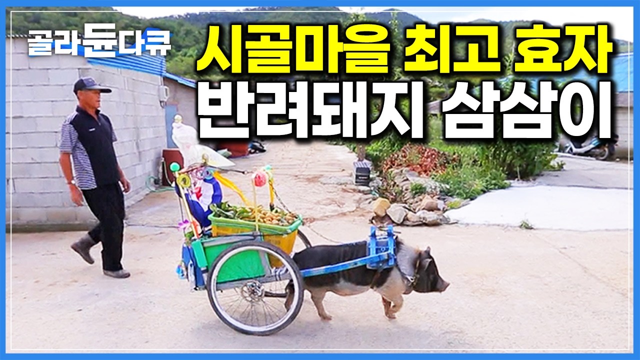 “효자가 따로 없어” 다리 아픈 할아버지 대신 배달도 척척! 아들 잃고 찾아온 소중한 선물, 반려돼지 삼삼이｜시골 할아버지의 특별한 반려동물｜한국기행｜#골라듄다큐