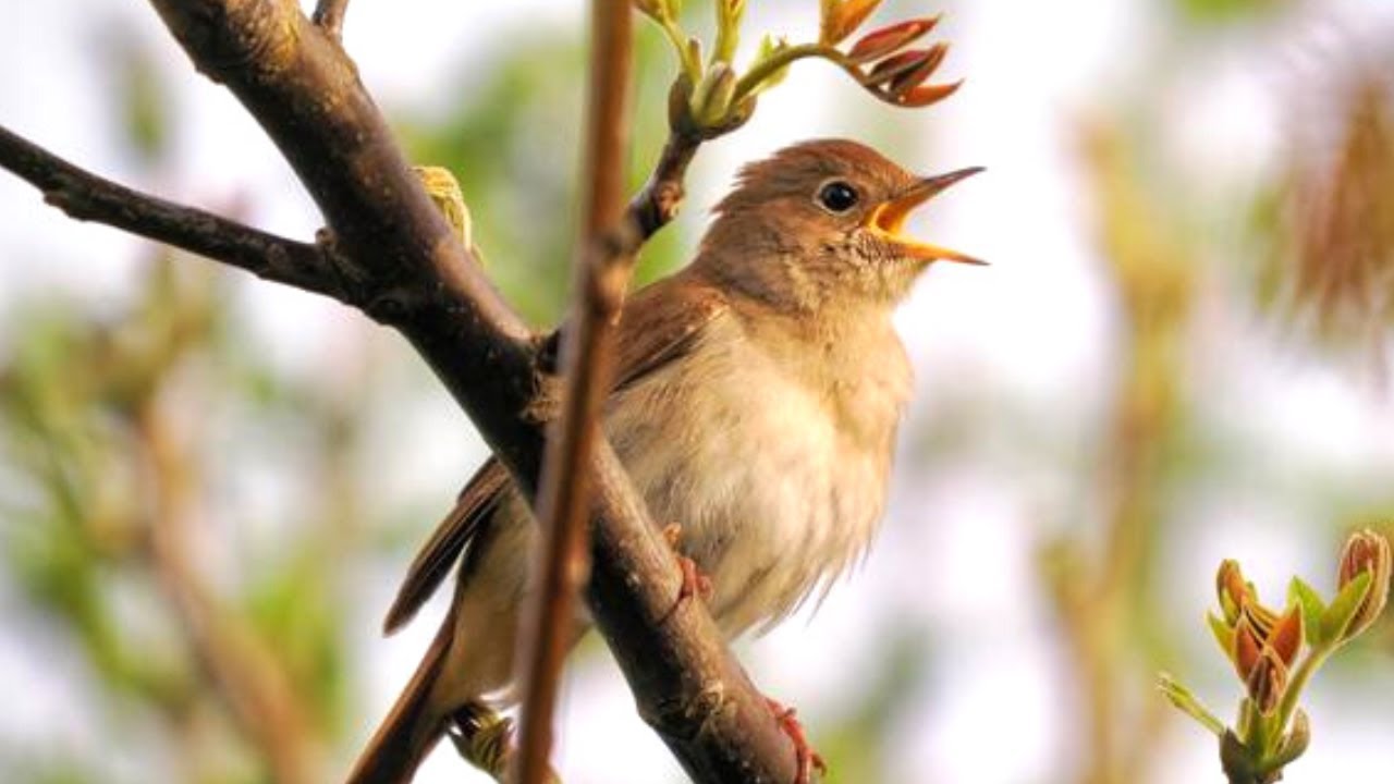 Nightingale sounds | Nightingale sings | Nightingale calls | Nightingale