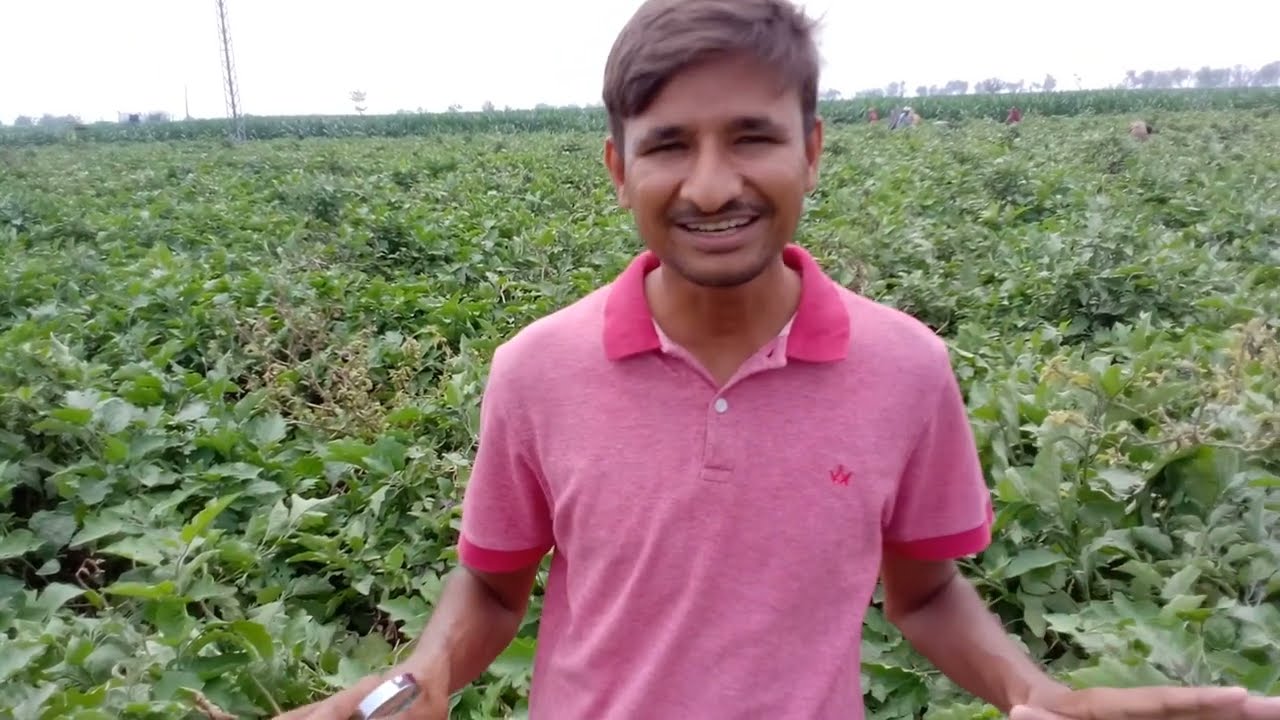 Diseases of Eggplant and management | Diseases cycle, Etiology | MSc agriculture