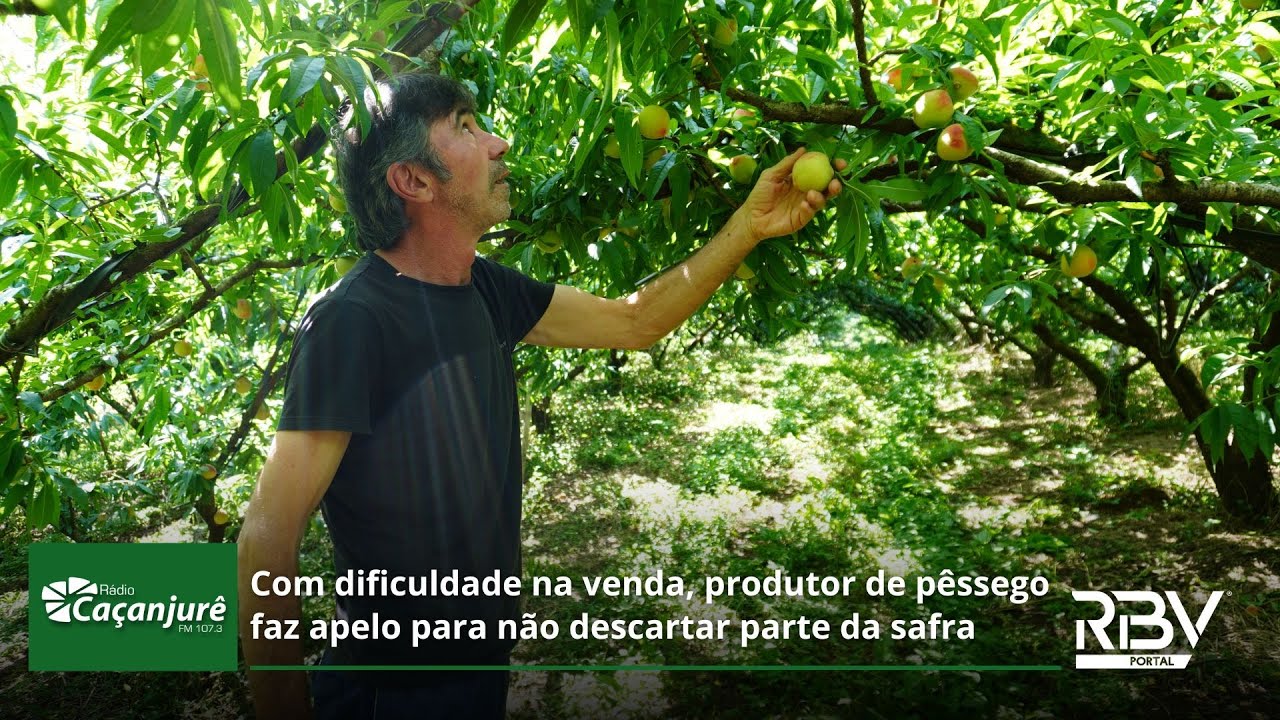 Com dificuldade na venda, produtor de pêssego faz apelo para não descartar parte da safra