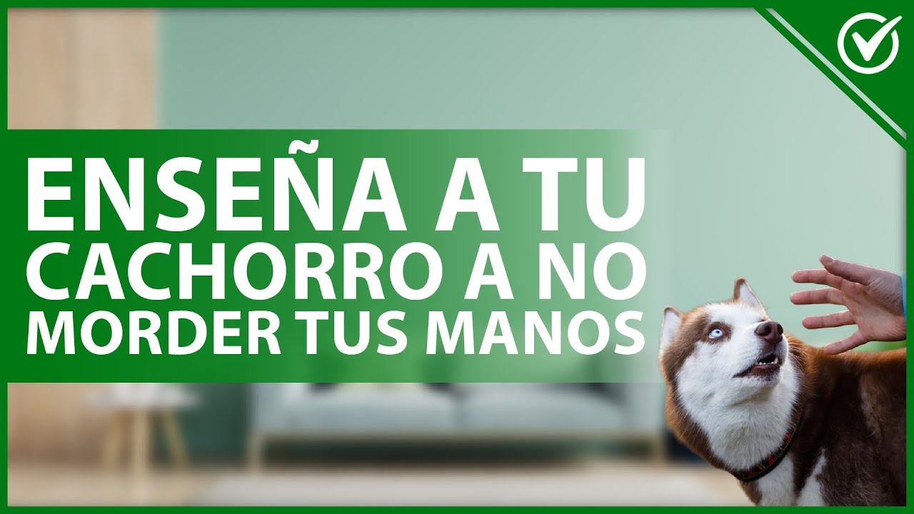 🐶 ¿Cómo ENSEÑAR a mi CACHORRO a no MORDERME las manos? - Entrenamiento canino 👐🐶