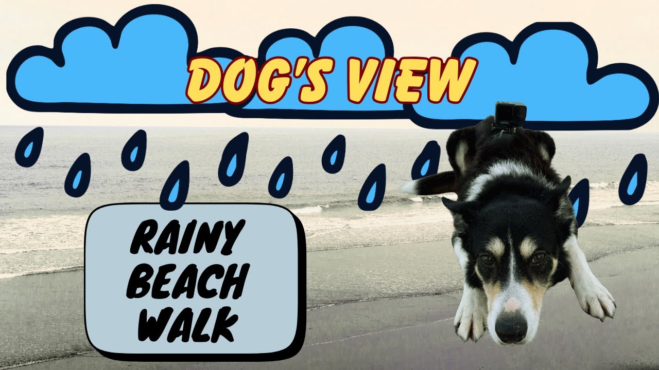 What a Rainy Beach Walk Looks Like to a Dog 🌧️🐕 | POV Cornwall