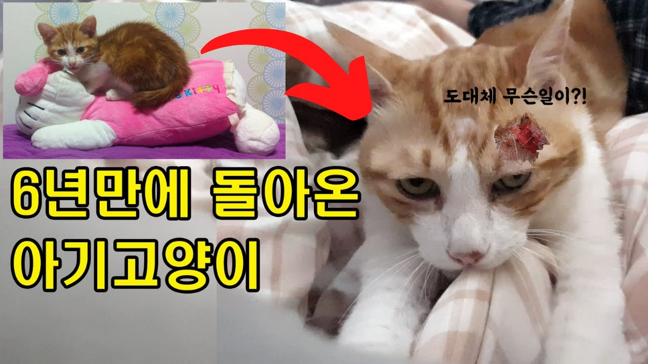 6년만에 돌아온 아기고양이/ 눈물의 극적상봉 그후... 새끼고양이를 지킨 홍대리가 드디어 돌아왔다.