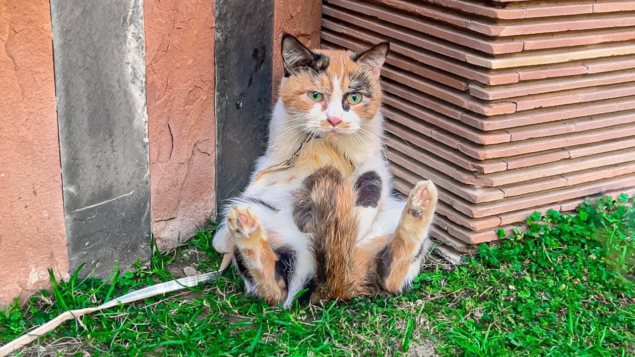 She looked around calmly, then guided her little ones nearby.
