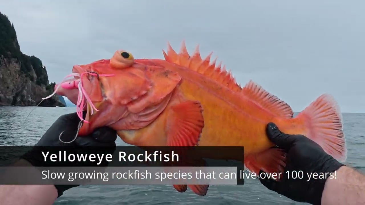 Аляскинский палтус, морской окунь и линь!