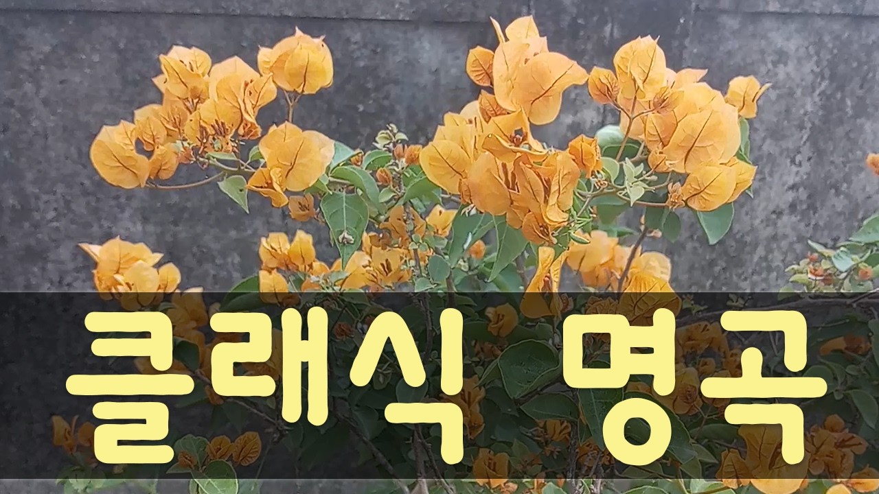 [광고없음][NO ADS] 마음을 치유하는 클래식 음악! 빗소리와 새소리가 어우러진 최고의 클래식 명곡으로 상처받은 마음을 위로하세요