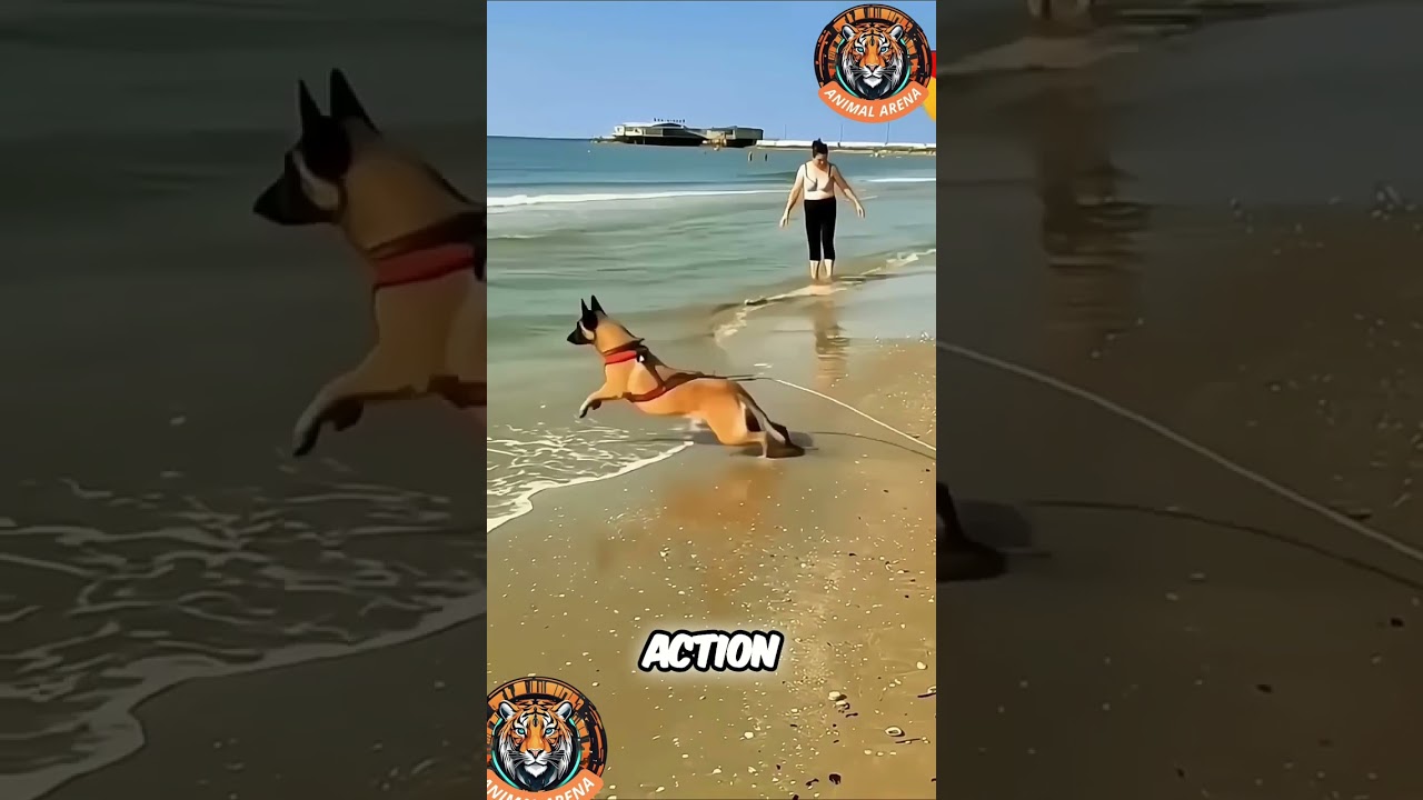 Собака-герой в деле: бельгийская овчарка малинуа спасает жизнь! 🐕🌊