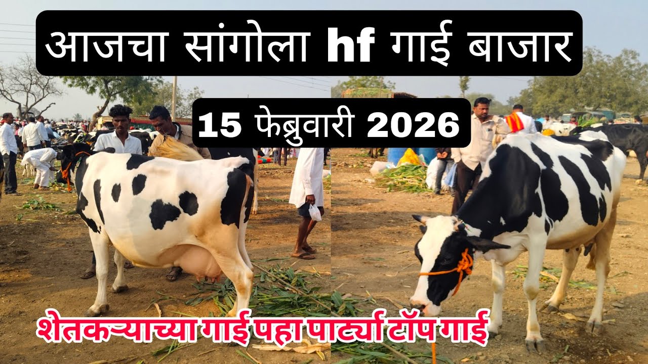 आजचा सांगोला hf गाई बाजार 15 फेब्रुवारी 2026 #cow_market_in_maharastra #sangola_bazar #hf_cow #dairy