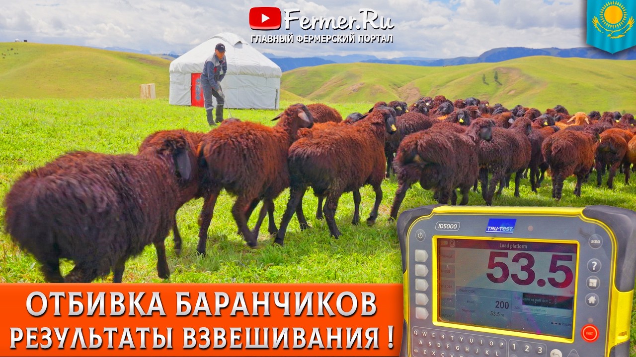 🐏Класс Элита - минимум 40 кг, а на весах свыше 50 и даже 53,5 Круглогодичное пастбищное содержание!