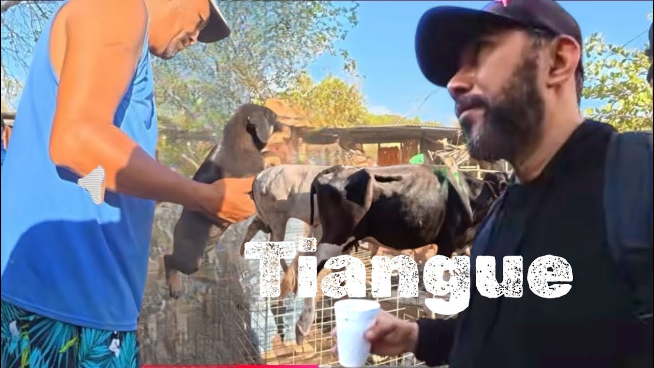 TIANGUE DEL TRANSITO SAN MIGUEL EL SALVADOR 