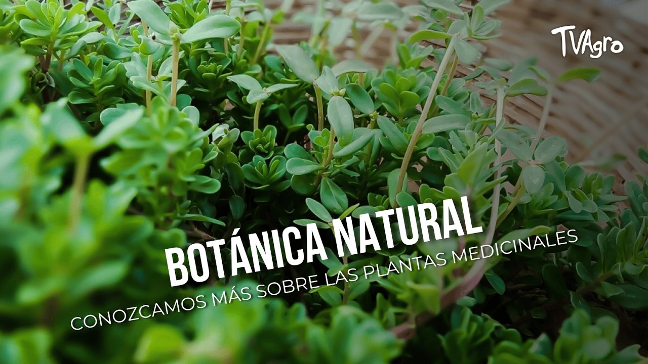 Botánica natural, conozcamos más sobre las plantas medicinales - TvAgro por Juan Gonzalo Angel