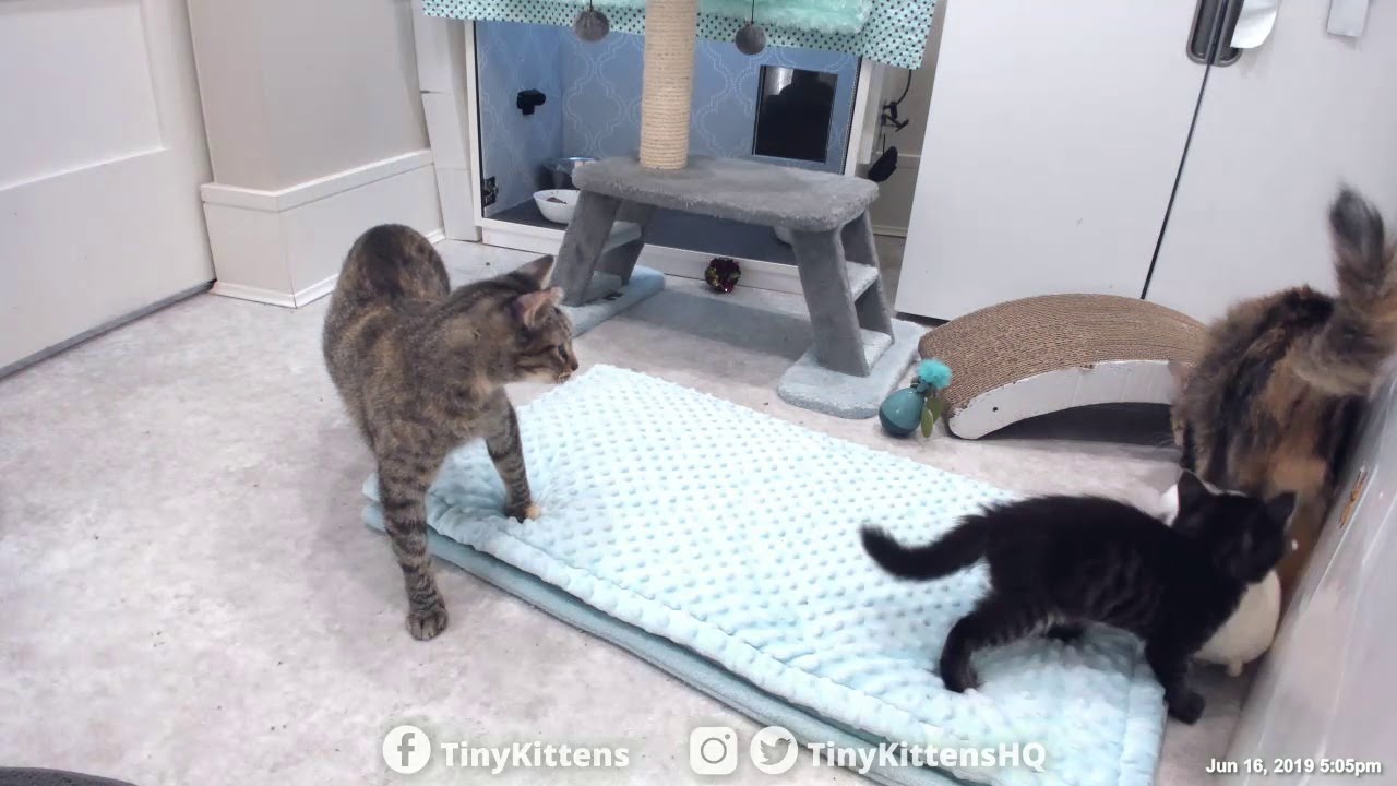 Feral mama cats playing together for the first time!  Nelia & Serenity - TinyKittens.com