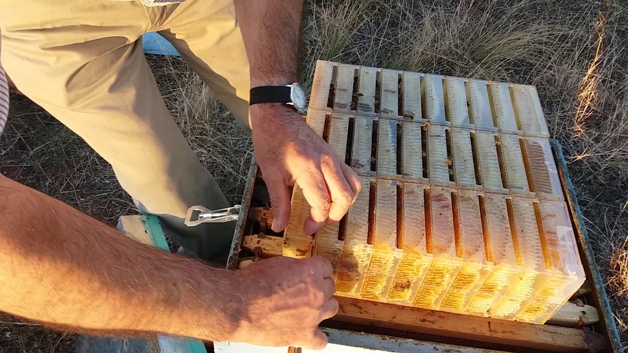 Παραγωγή Μελικεριδίων - κηρήθρα με μέλι (honeycomb)