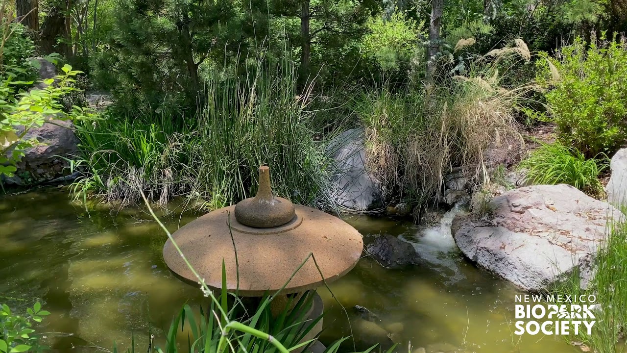 “Your Dose of Vitamin Z” - Episode 7 - Sasebo Japanese Garden