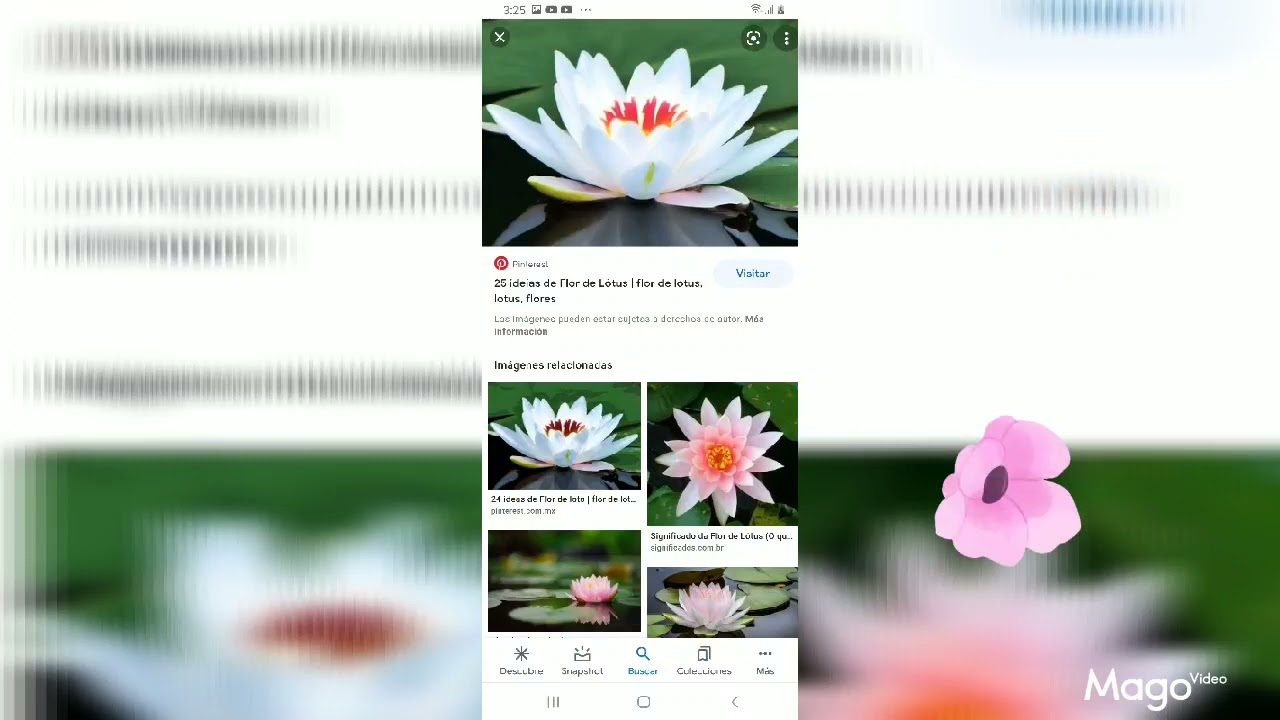 VARIOS TIPOS DE FLORES BELLAS