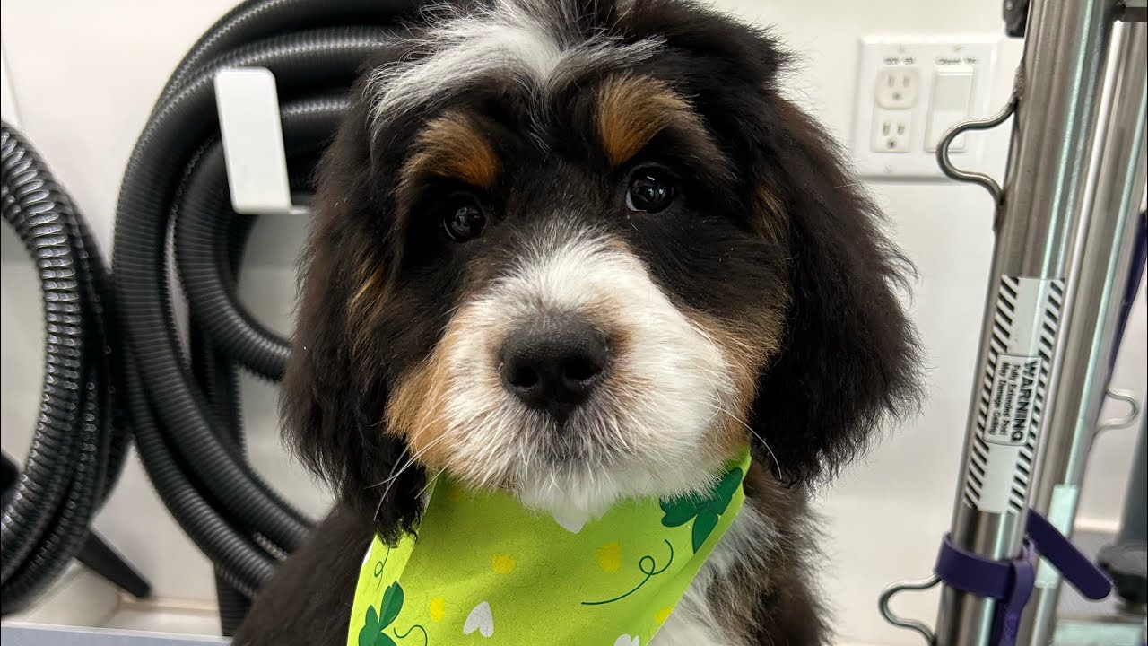 First Groom and Fluff: A Bernedoodle Puppy’s Adorable Transformation!