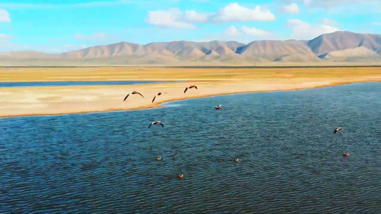 Чатыр Кол   Chatyr Kol Lake   Wild Life by Drone 🇰🇬