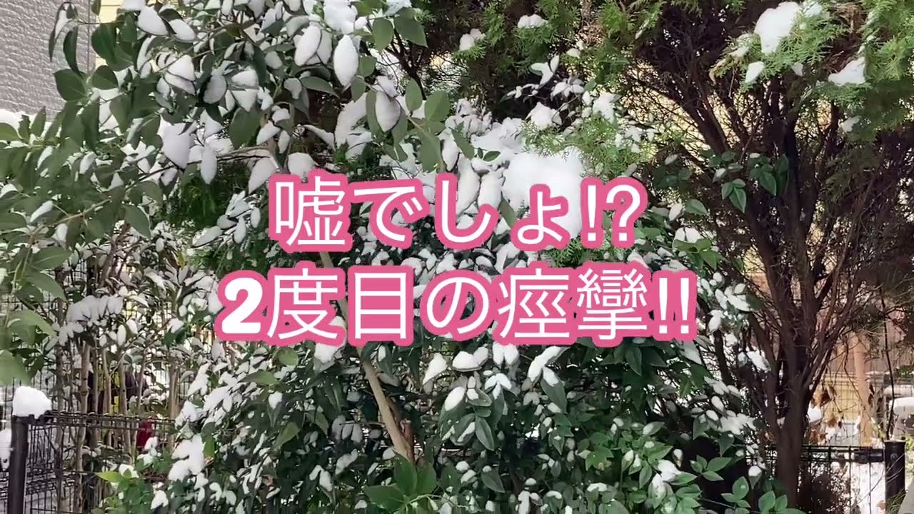 2度目の痙攣！朗犬きらくんは19歳！