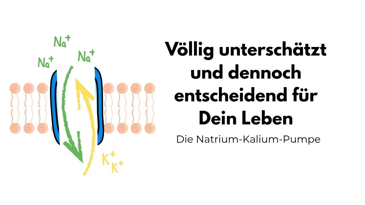 Wer das verstanden hat, hat das Leben verstanden! - Die Natrium Kalium Pumpe