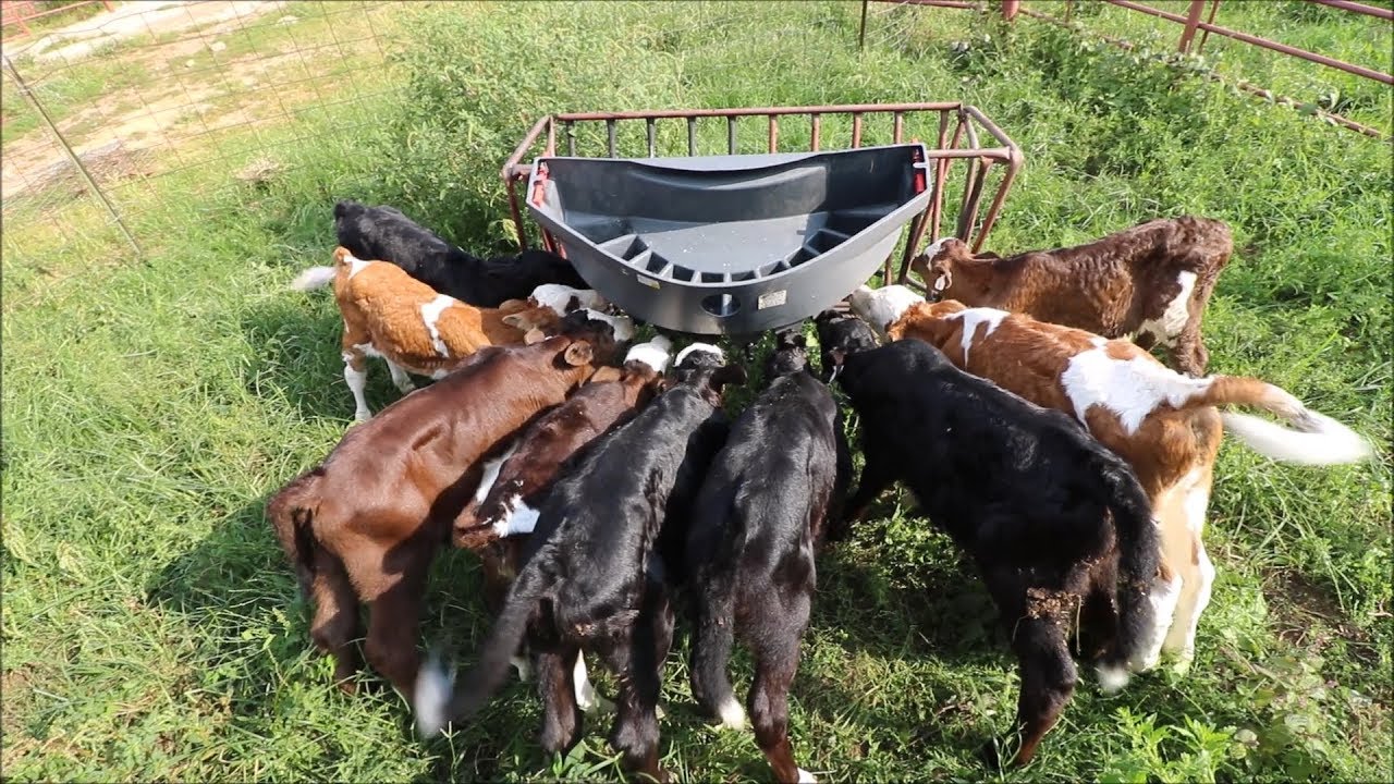 I Can Now Feed 20 Calves at ONCE!