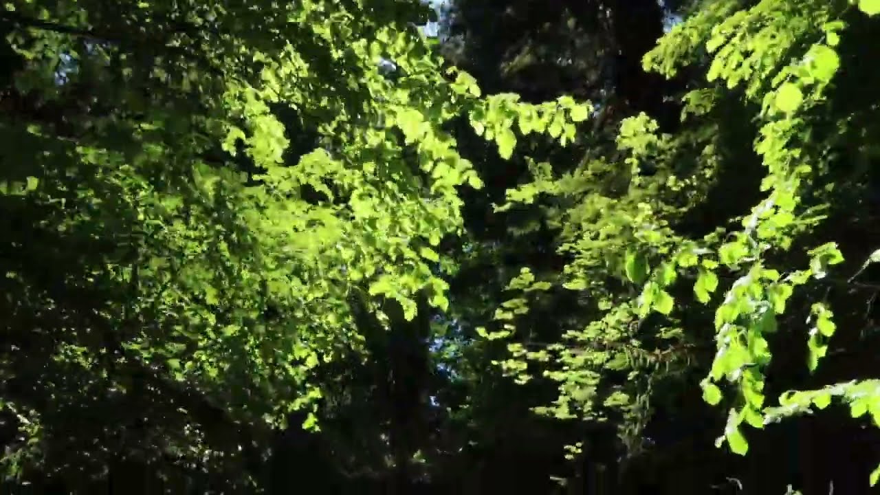 Quick Walkthrough the Stout Memorial Grove in the Redwood National Forest - Feel Instantly Calm
