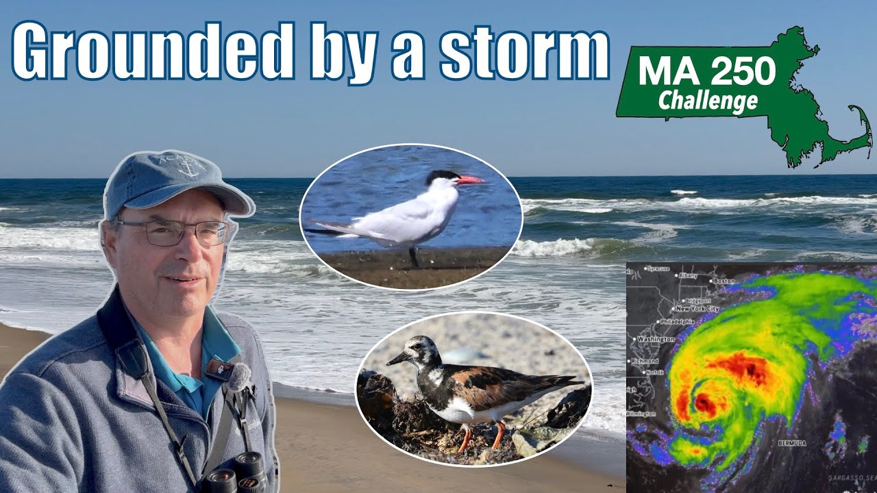 Ураган меняет мои планы, но я продолжаю находить новых птиц!